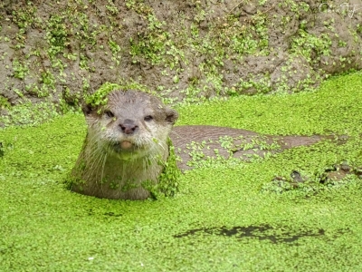Oriental small-clawed otter - De Zonnegloed - Animal park - Animal refuge centre 